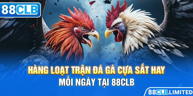 Hàng loạt trận đá gà cựa sắt hay mỗi ngày tại 88CLB